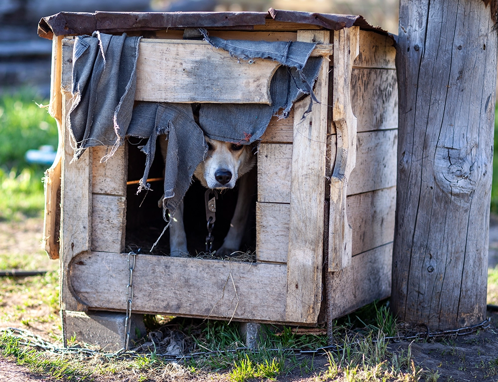 Old backyard doghouse dismantled and ready for removal